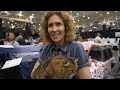 Meet Every Cat Breed at the Largest Cat Show in the World (CFA International 2023) | The Cat Butler