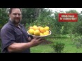 5 Tips How to Grow a Ton of Lemons on One Tree