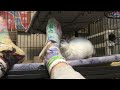 Chinchillas vs. Toes