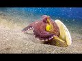 4K Stunning Underwater Wonders Of The Red Sea - Coral Reefs & Colorful Sea Life - Relaxing Music