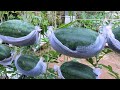 Growing watermelon hanging hammock for beginners, Fruit is big and sweet