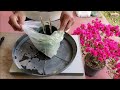 How To Grow Moringa Tree From Cuttings : Propagate Moringa From Stem Cutting