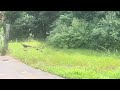 Wild Turkey Family