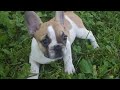 French Bulldog Puppy out for the 1st time
