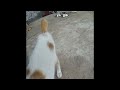 Funniest Cats and Dogs Videos 😆🐱 Funniest Catss 2024 🐶