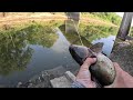Highway Bridge Fishing With SUPER COLOSSAL SHRIMP!!! (Constant Action)