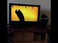 Cat loves Halloween mouse video!