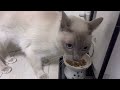 【tonkinese】cat loves matt トンキニーズ