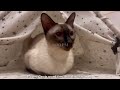 Siamese cat Quinn’s Daily Routine