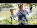 mancing ikan febas malaya@ pancing air tawar masin