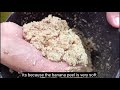 BANANA PEEL chicken feeds Learn how to FERMENT! Balat ng saging