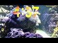 25 Minute Aquarium Timer/Countdown With Relaxing Music 🐟🐠|Cuenta Regresiva de 25 Minutos con Música.