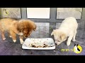 White and Brown puppies are enjoying for food 🍔#dog #dogfood #pets #puppy #shorts #2024 #dogvideo