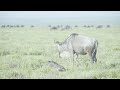 Ever been to Africa? I flew to Tanzania to witness the wildebeest calving season.