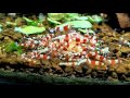 How To Feed Aquarium Shrimp Banana