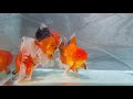 The Most Beautiful Giants Oranda Goldfish - Shogun Style Goldfish