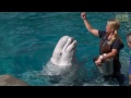 Beluga Whales of the Mystic Aquarium | JONATHAN BIRD'S BLUE WORLD