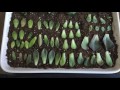 How to Propagate and Grow SUCCULENTS!