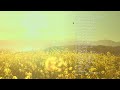 japanese bands i discovered that you might like | playlist (indie, alternative rock, pop)