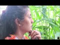 The amazing story of jackfruit | part1 | Poorna - The nature girl |