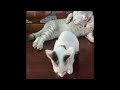 🐶🤣 So Funny! Funniest Cats and Dogs 2024 😅❤️ New Funny Animals 2024 # 19
