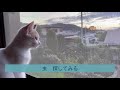 夕焼けを見るよ👀大好きな❤️場所だよー。マンチカンの子猫のココは、鳥や虫を探すね！