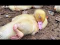 raising chickens and ducks - feed the chicken - feed the ducks - funny Farm.