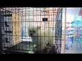 2024 Chó Phốc Sóc Mini 😍 Funny and Cute Pomeranian 😺🐶 | cute animals#67