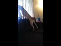 Pitbull/Boxer Barking