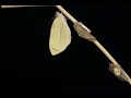 cabbage white eclosion timelapse