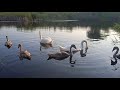 Swan family Семья лебедей