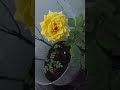 Beautiful Yellow Roses in our Terrance Garden | #gardentour #rosegarden #rosegrowingtipstamil #rose