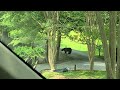 Black Bear in Helen, GA
