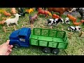 FARM ANIMALS BEING TRANSPORTED TO PASTURE / ANIMAIS DA FAZENDA SENDO TRANSPORTADOS PARA O PASTO