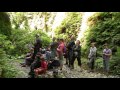 Prehistoric Ambience - Fern Canyon, California