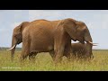 Endless wild nature  of animals - Beautiful Animals Movie with Smooth Relax Piano Music