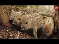 Everything About The Nearly 9,000,000 Wild Boars In America - Processing Factory