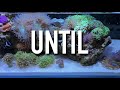 How I Built My Shallow Reef Tank: How To Make a Reef Tank