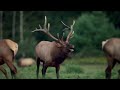 Nature's Best Sounds - Elk Bugling in 4k