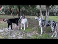 Funny Great Dane 5 Pack Is Reunited & It Feels So Good