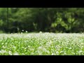 [Playlist] 공부할 때 듣는 피아노 음악🎵relaxing piano music for study. focus music for studying. calm and chill.