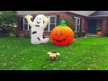 Setting up an Inflatable Pumpkin for Halloween