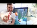 MONSTER fish added to my aquarium | SAVING GIANT prehistoric fish