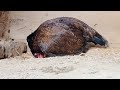 Aseel Hen Laying an Egg | aseel murga murgi | Asil Chickens | Hen Egg Laying Sounds