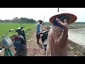 #MELIHAT KESERUAN IBU-IBU TANDUR PADI DI SAWAH#