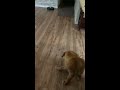 Golden Retriever Puppy Vs Roomba