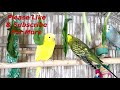 3.5 Hr Happy Parakeets Eating Singing Playing, Budgies Chirping. Reduce Stress of lonely Bird Videos