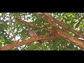 casal de Pomba asa branca ave brasileira pousada na árvore 🌳 livre natureza inscreva se deixe like