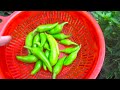 How to Grow Chili from Seeds | Complete Video