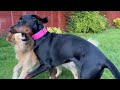 When these 2 Rescue Dogs Met, We Never Expected this Friendship